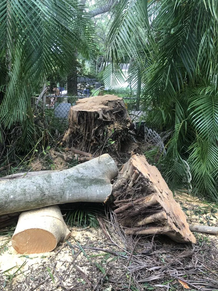 Affordable yard maintenance in Miami, FL - All Dade Tree Services