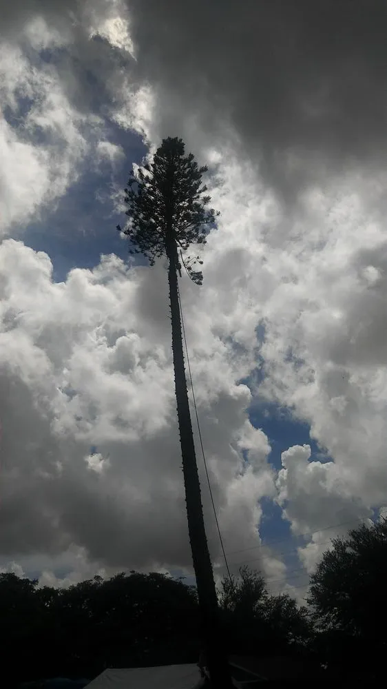 Reliable yard maintenance in Miami, FL by All Dade Tree Services