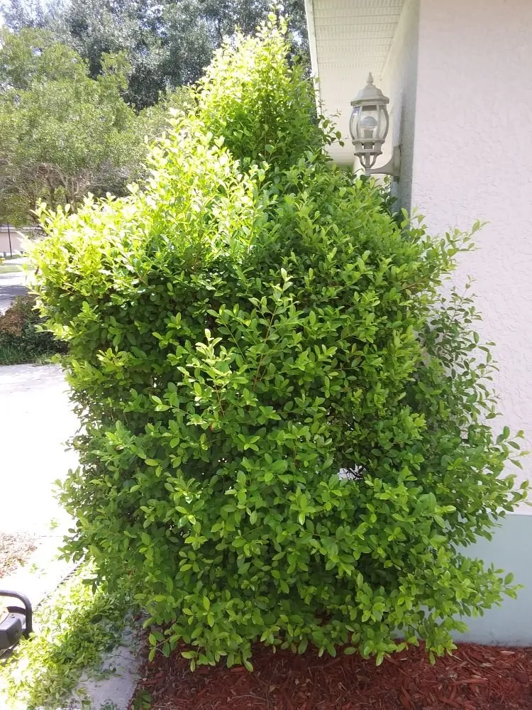 Top-rated lawn mowing service in Wimauma, FL by All Day Lawn