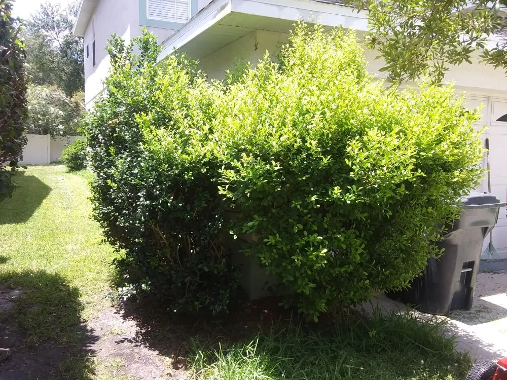 Reliable lawn mowing service for year-round maintenance in Wimauma, FL by All Day Lawn