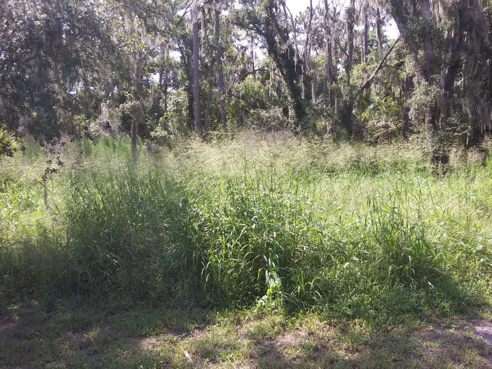 Professional residential landscaping in Wimauma, FL - All Day Lawn