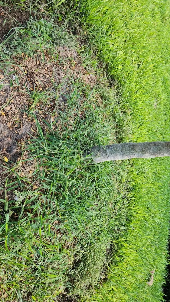 Professional yard maintenance in Bradenton, FL - All Detail Landscaping