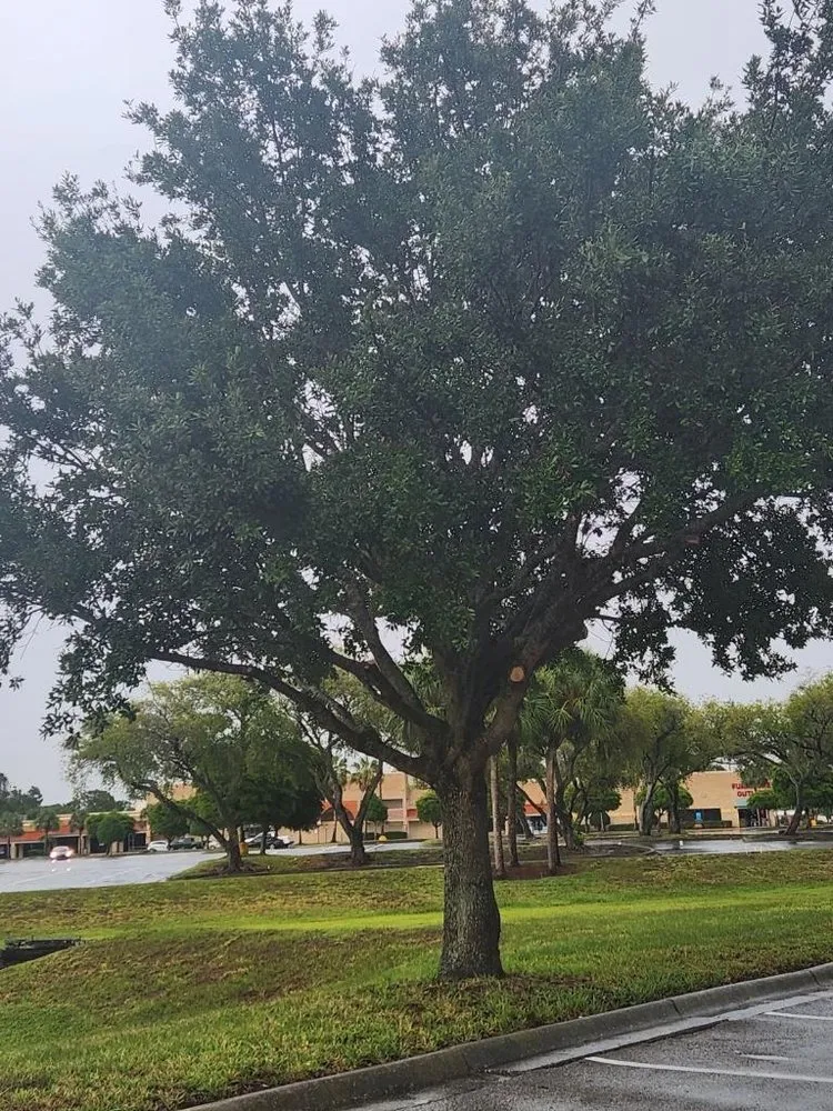 Top-rated yard maintenance for beautiful yards across Bradenton, FL - All Detail Landscaping