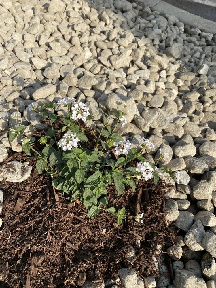 Custom lawn mowing service for outdoor upgrades across Pomona, CA - All Environmental Design