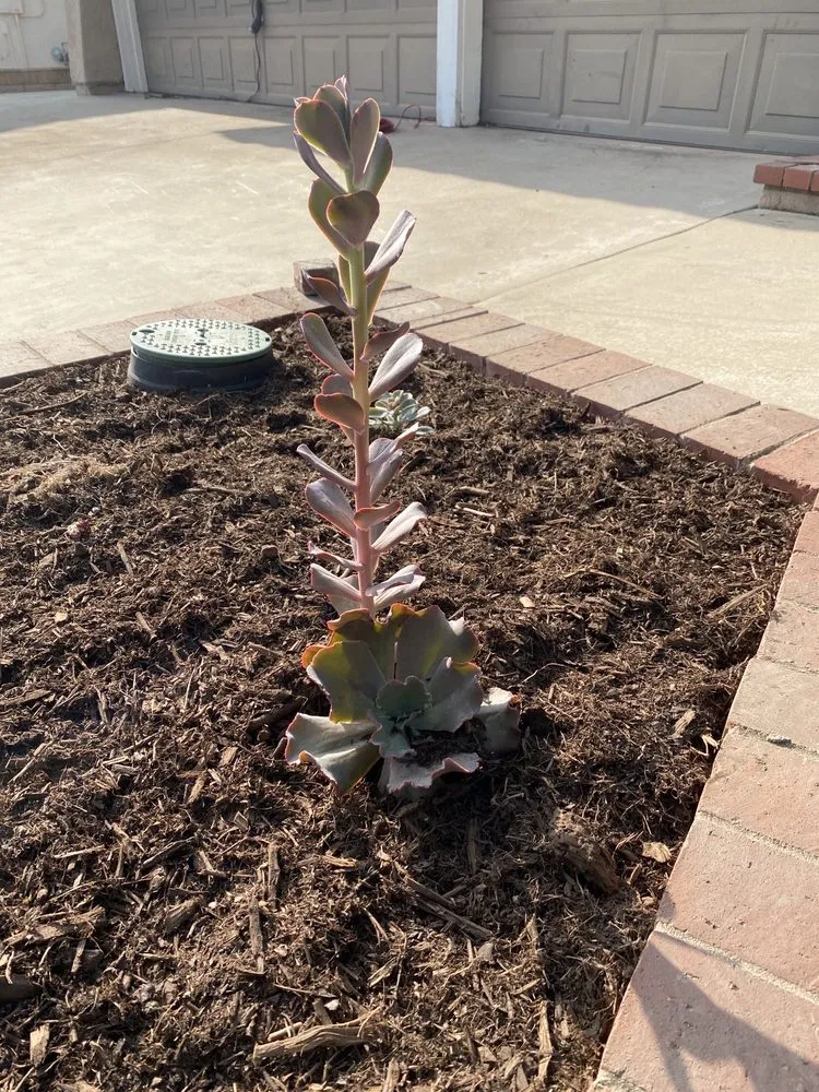 Custom landscaping services in Pomona, CA - All Environmental Design