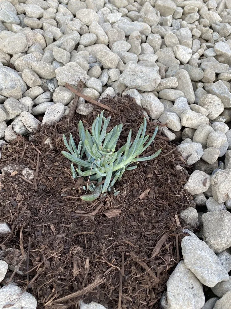 Custom lawn care service in Pomona, CA by All Environmental Design