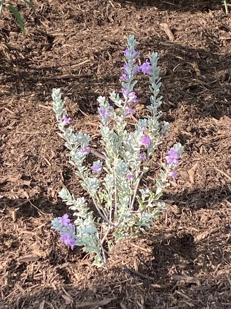 Expert residential landscaping in Pomona, CA by All Environmental Design