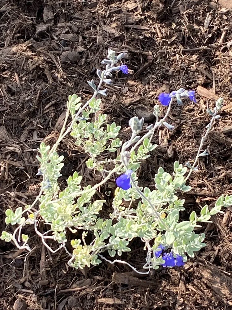 Affordable residential landscaping for beautiful yards in Pomona, CA by All Environmental Design