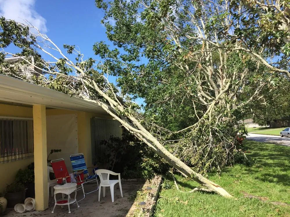 Affordable landscaping services near you across Sarasota, FL - All Florida Tree Care