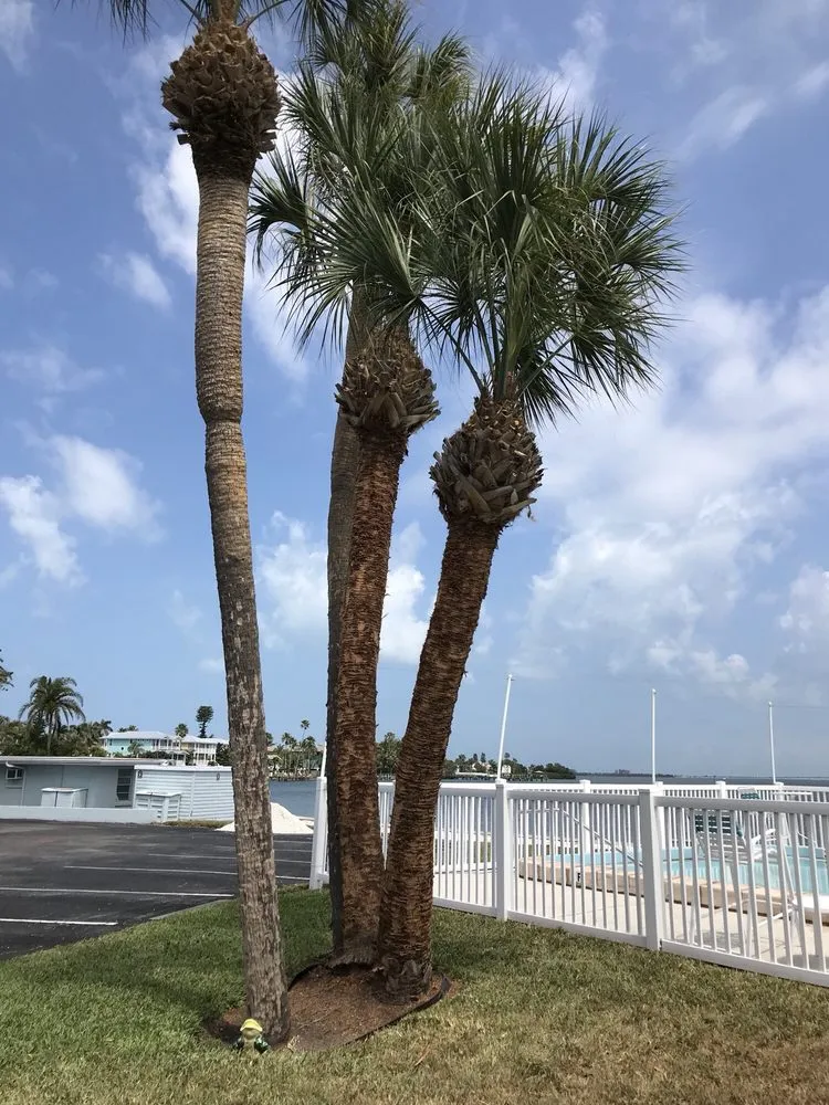 Top-rated yard cleanup service for residential properties in Sarasota, FL by All Florida Tree Care