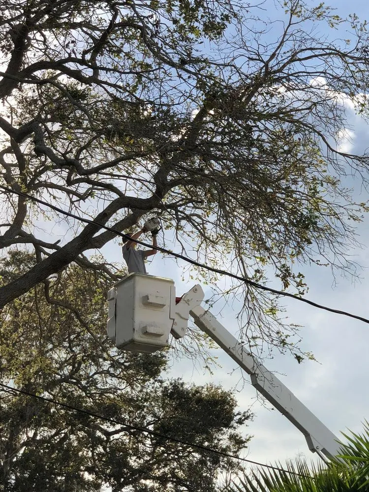 Top-rated lawn mowing service experts serving Sarasota, FL - All Florida Tree Care