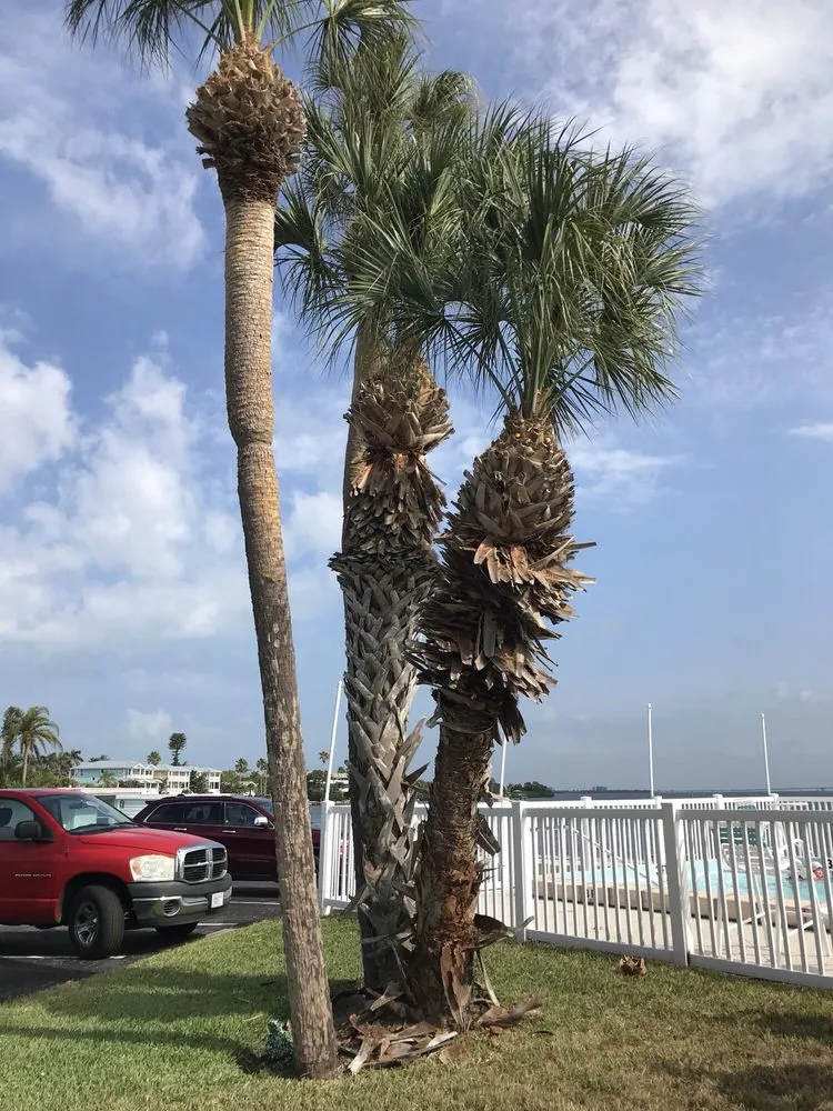 Reliable yard cleanup service in Sarasota, FL - All Florida Tree Care