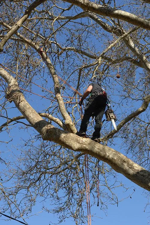 Reliable garden landscaping with custom design across Sarasota, FL - All Florida Tree Care