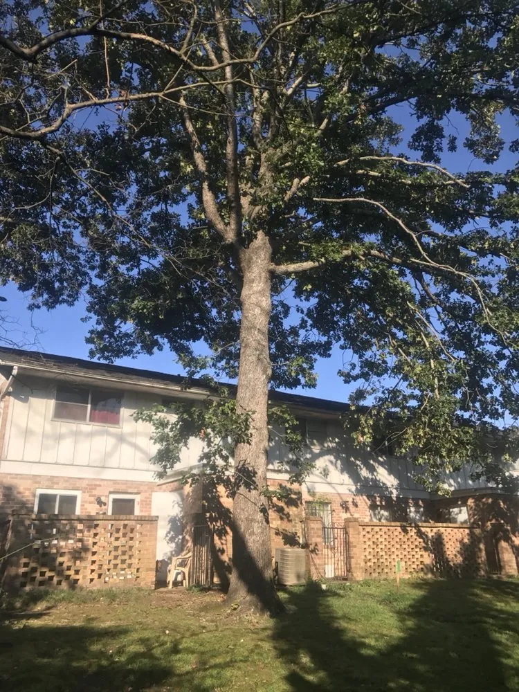 Affordable yard cleanup service in Irmo, SC by All Good Lawn & Tree Services