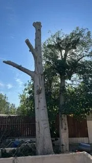 Local landscape design in Coachella, CA - All Green Land Cape