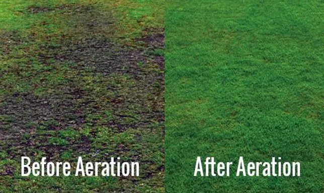 Expert lawn care service experts serving Lodi, NJ - All Green nature