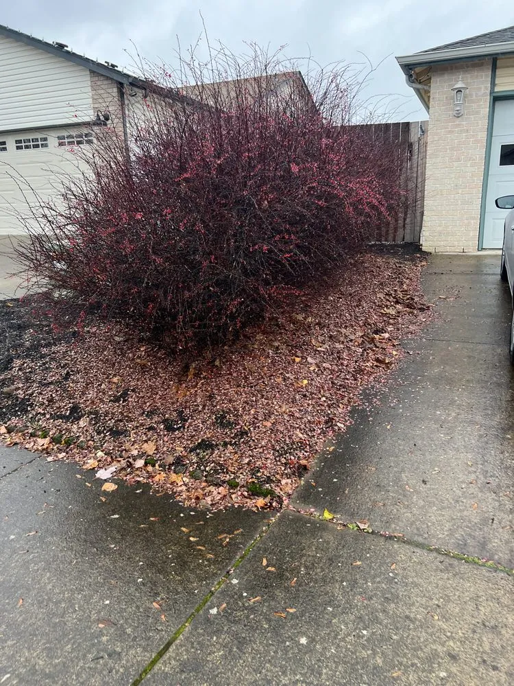 Expert yard maintenance in Lyons, OR by All Green Oregon