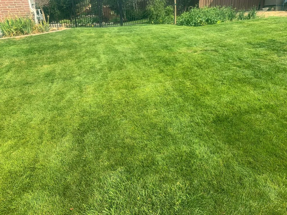 Top-rated residential landscaping in Provo, UT - All Green Pest Control and Lawn Care