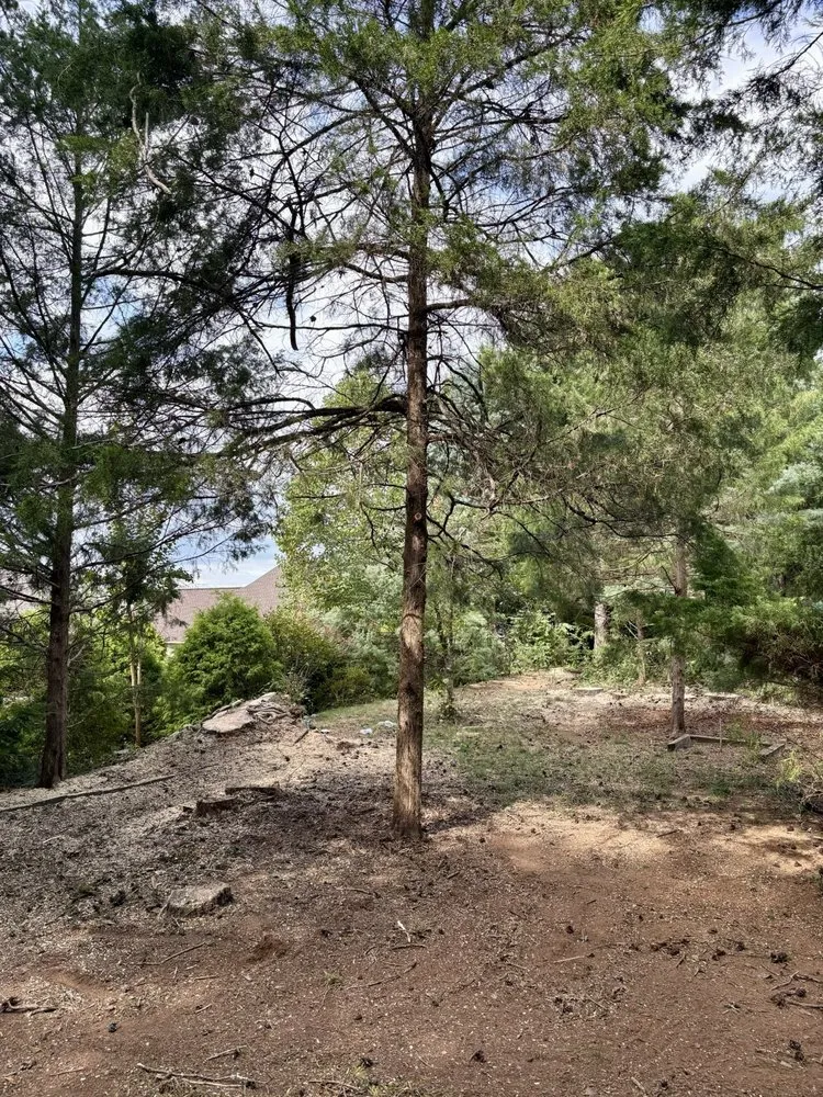 Top-rated outdoor landscaping for year-round maintenance in High Point, NC by All Green Tree Care