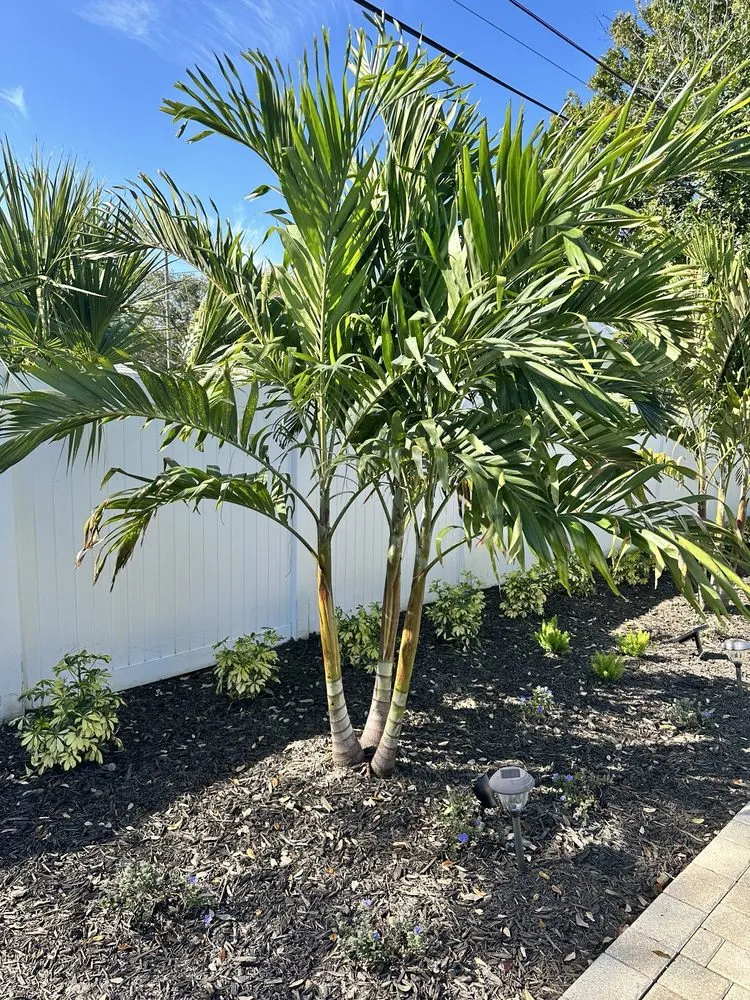 Expert lawn mowing service experts serving Clearwater, FL - All Grounds Covered Management