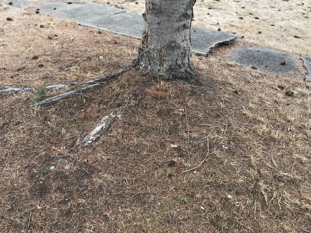 Trusted residential landscaping experts serving Tacoma, WA - All In 1 Trades & Services