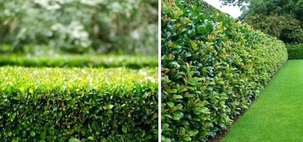 Top-rated yard maintenance in Davenport, FL - All In Facility Maintenance Service