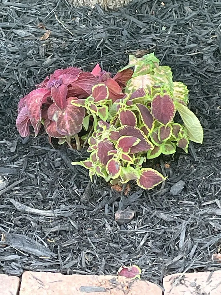 Top-rated lawn mowing service experts serving Seneca, SC - All In Lawn Legends Services