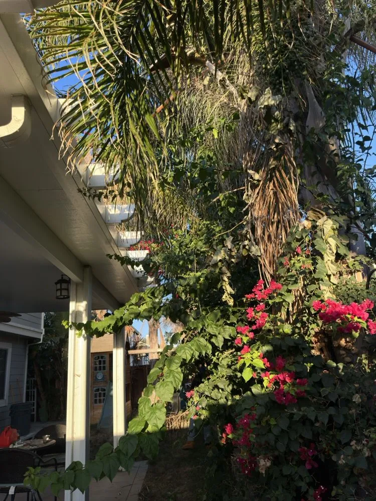 Affordable yard cleanup service for beautiful yards across Antioch, CA - All In Lawncare & Landscaping