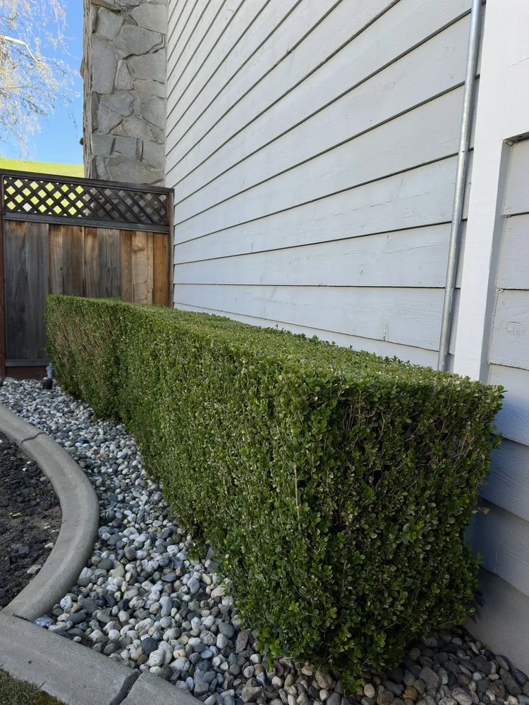 Reliable yard cleanup service in Antioch, CA - All In Lawncare & Landscaping