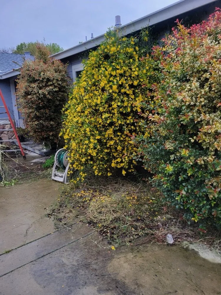 Professional yard cleanup service in Antioch, CA by All In Lawncare & Landscaping