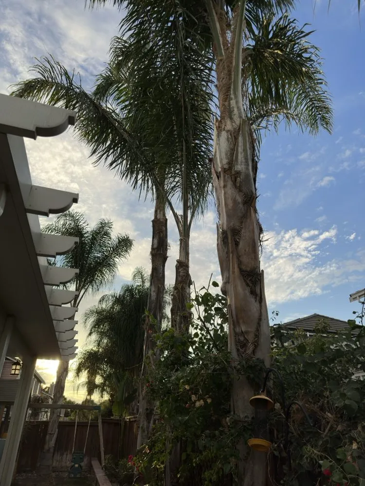 Trusted landscape design for residential properties across Antioch, CA - All In Lawncare & Landscaping