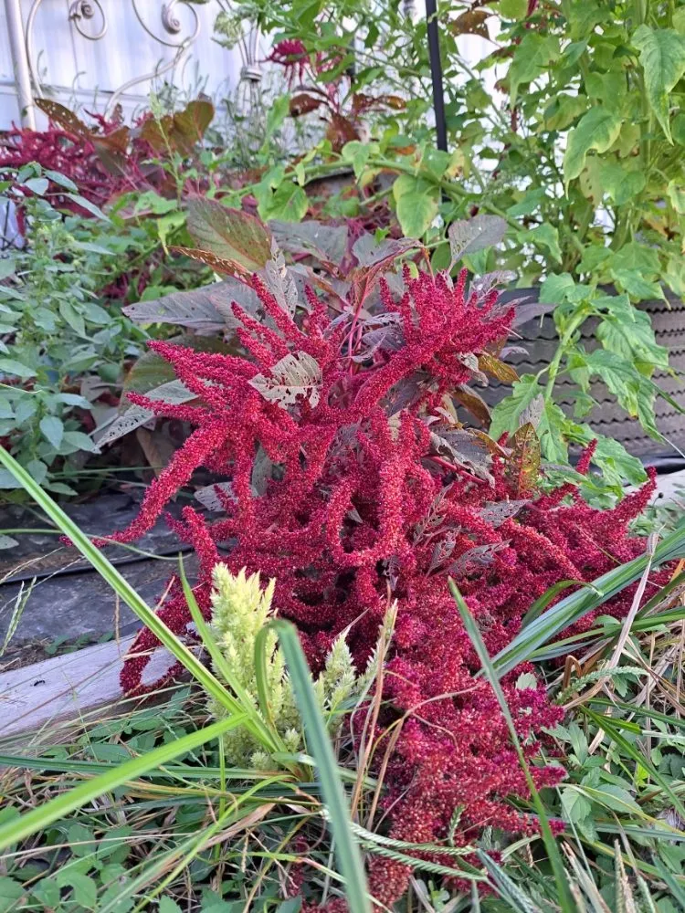 Professional yard cleanup service in Henderson, KY - All In One