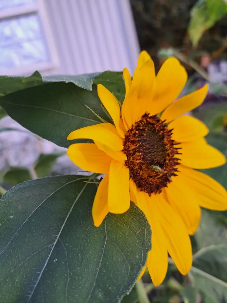 Top-rated outdoor landscaping experts serving Henderson, KY - All In One