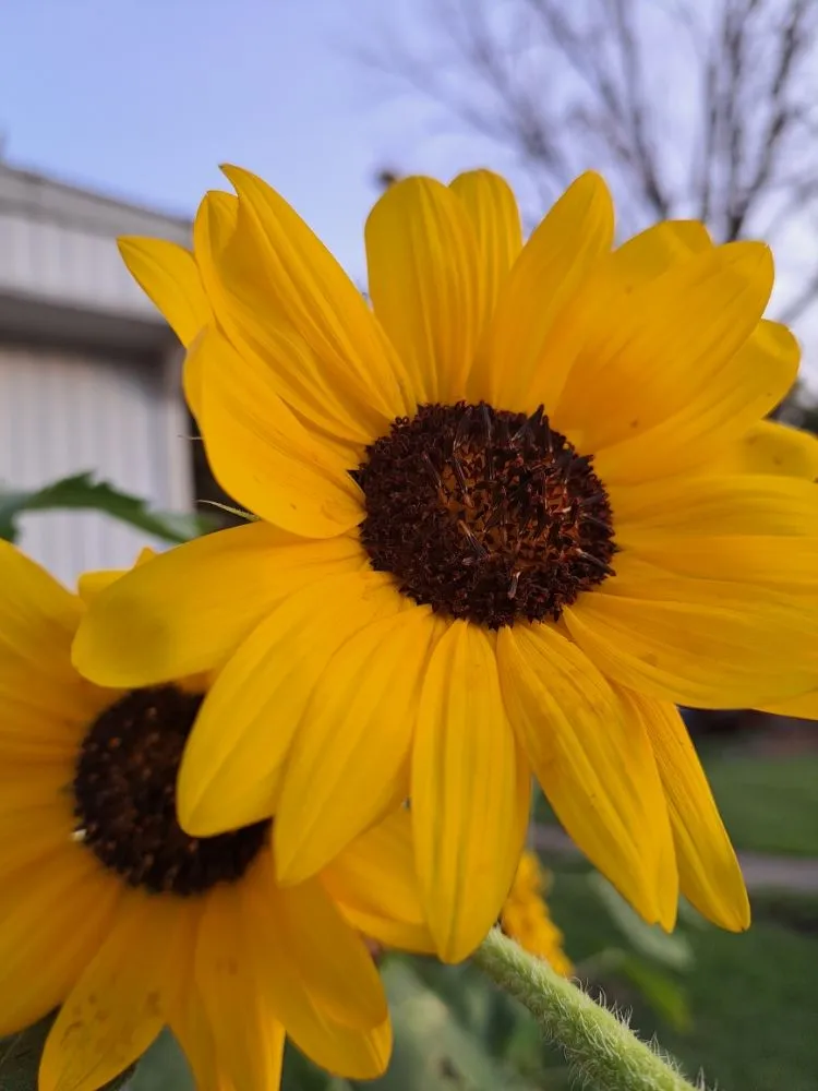 Professional residential landscaping in Henderson, KY by All In One