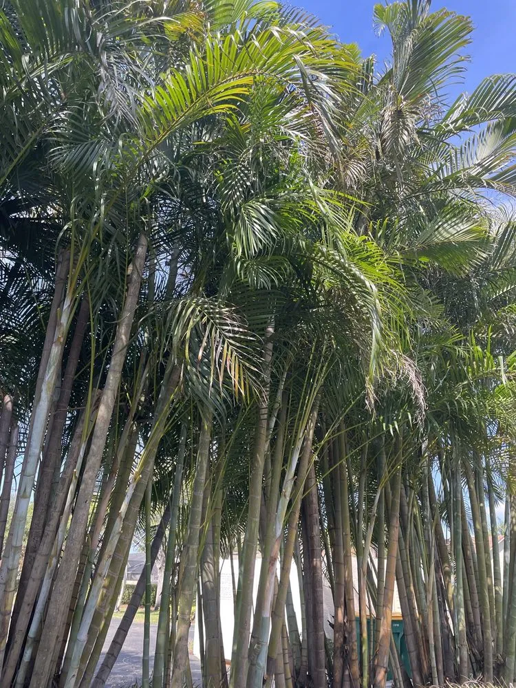 Top-rated lawn care service experts serving Punta Gorda, FL - All In One Irrigation And Repair