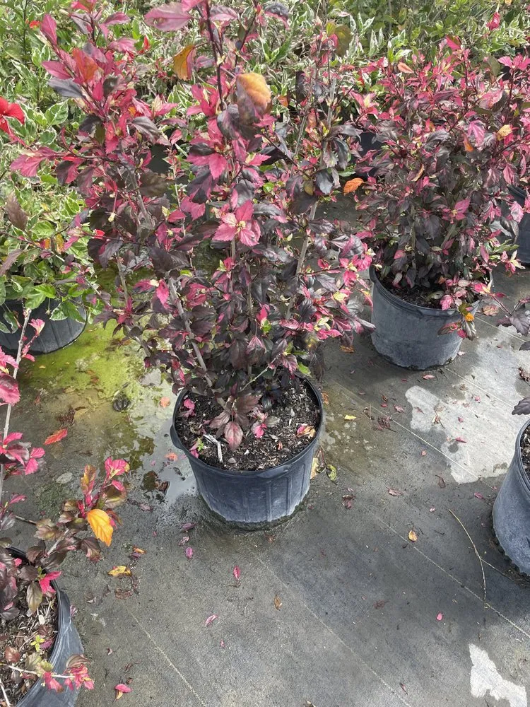 Top-rated landscaping services for homes in Punta Gorda, FL by All In One Irrigation And Repair