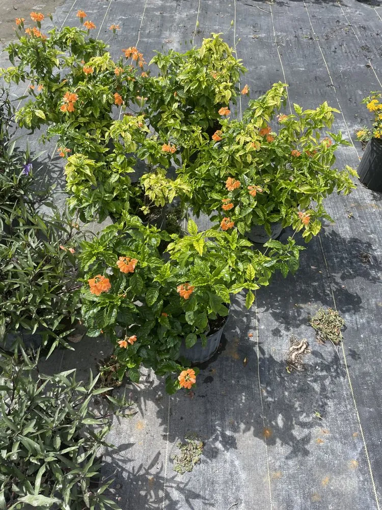 Reliable landscape design in Punta Gorda, FL by All In One Irrigation And Repair