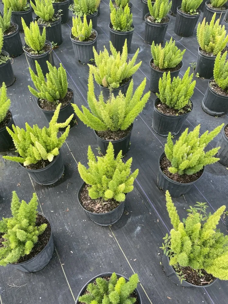 Affordable yard cleanup service with custom design in Punta Gorda, FL by All In One Irrigation And Repair