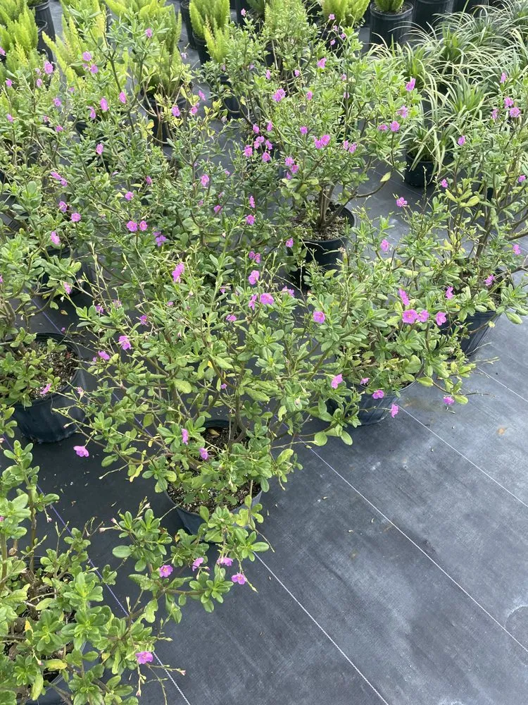 Custom landscape design experts serving Punta Gorda, FL - All In One Irrigation And Repair