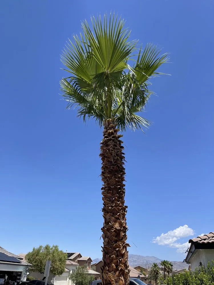 Affordable residential landscaping for residential properties across Las Vegas, NV - All In One Landscape