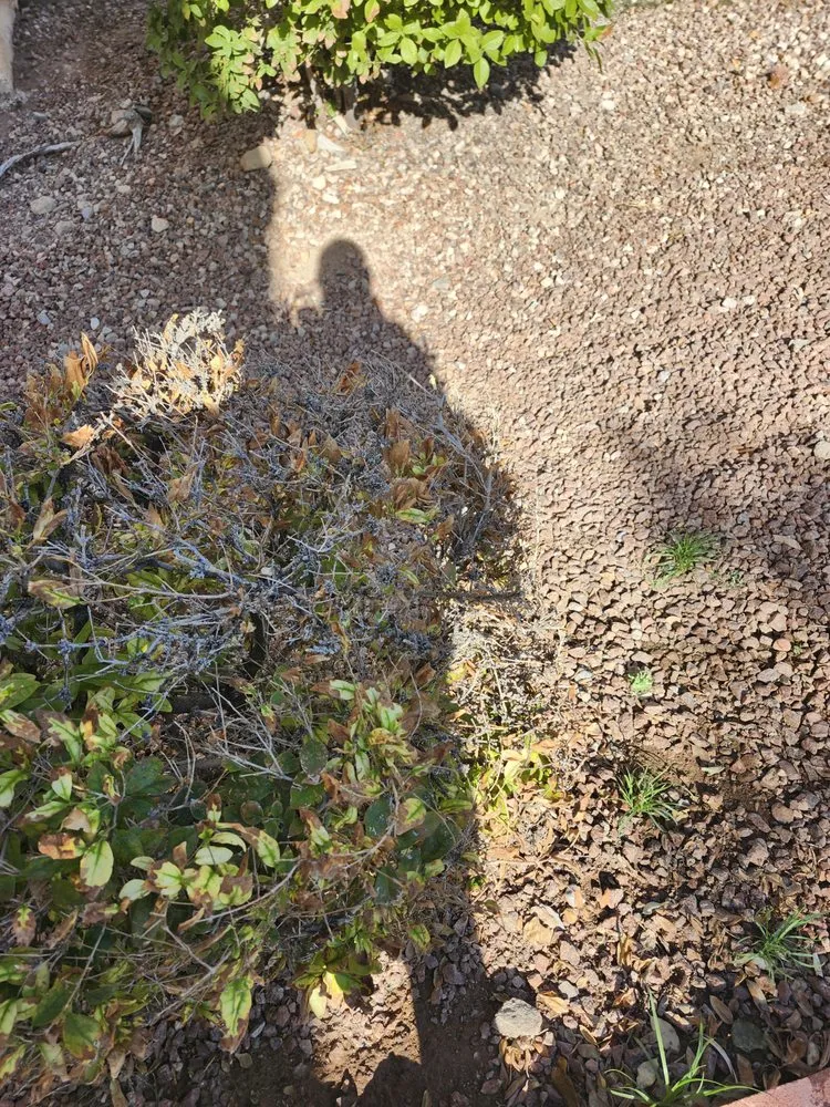 Professional lawn care service in Las Vegas, NV - All In One Landscape