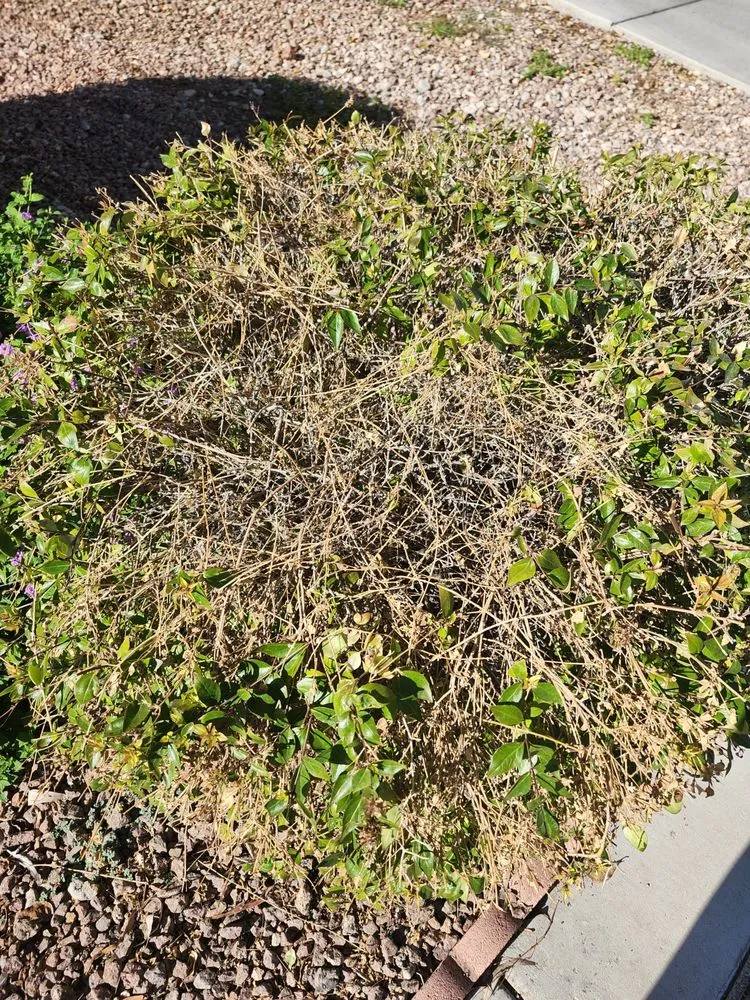 Custom lawn care service in Las Vegas, NV by All In One Landscape