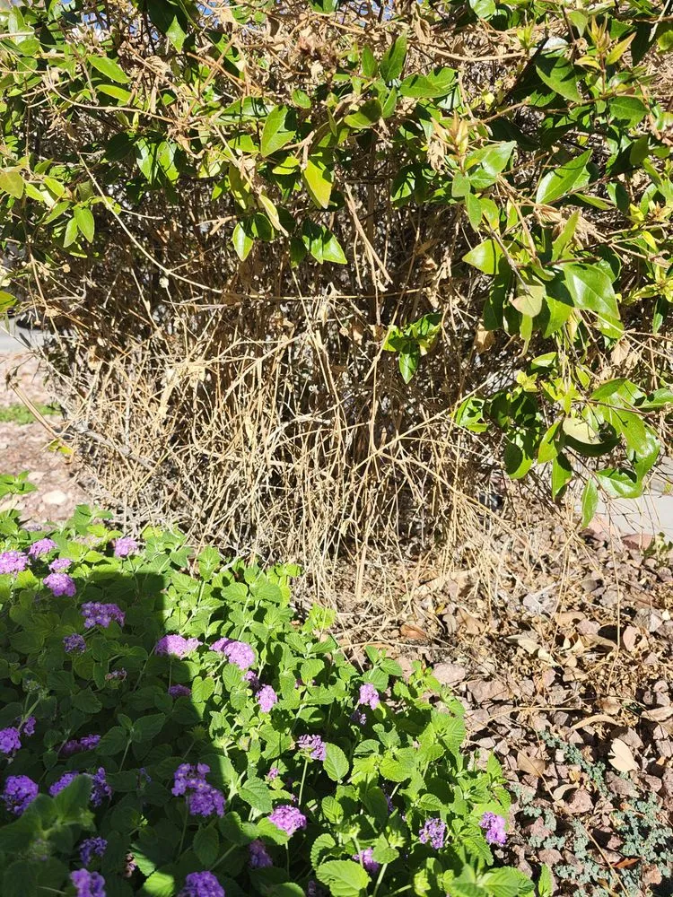 Professional landscape installation near you in Las Vegas, NV by All In One Landscape