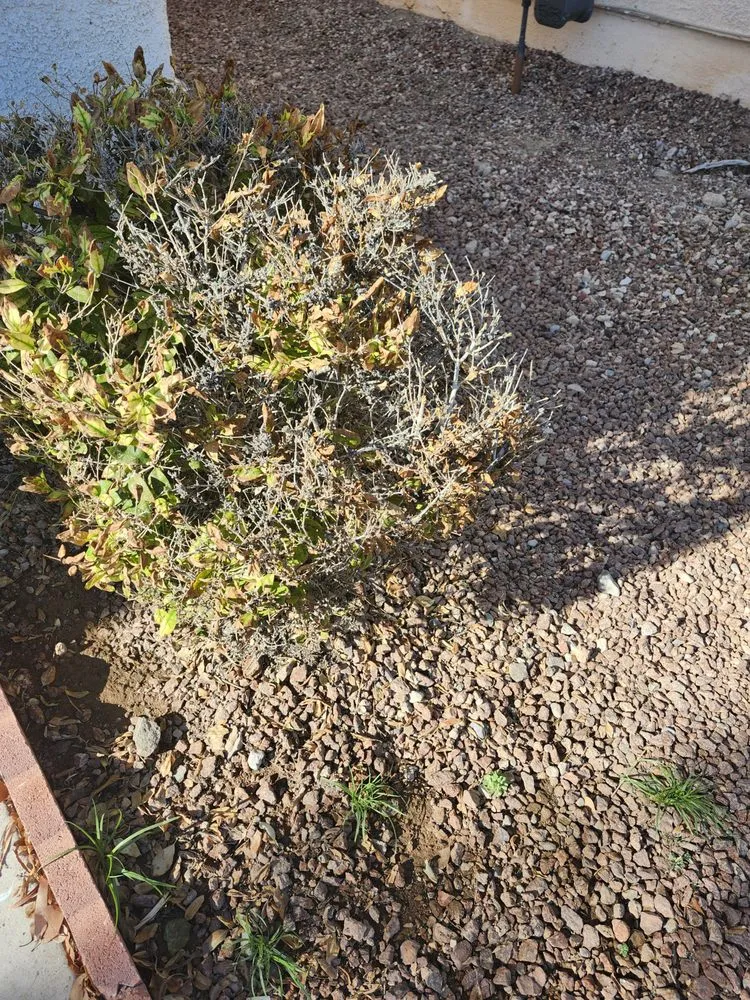 Trusted landscape design for residential properties in Las Vegas, NV by All In One Landscape