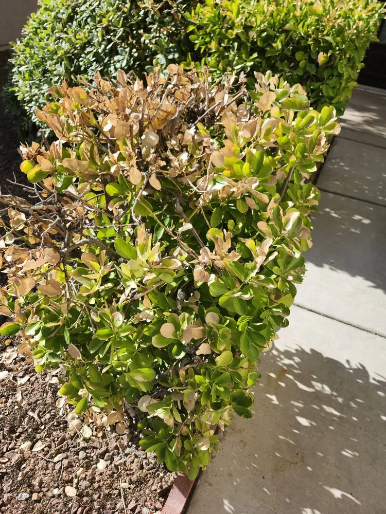 Trusted garden landscaping experts serving Las Vegas, NV - All In One Landscape