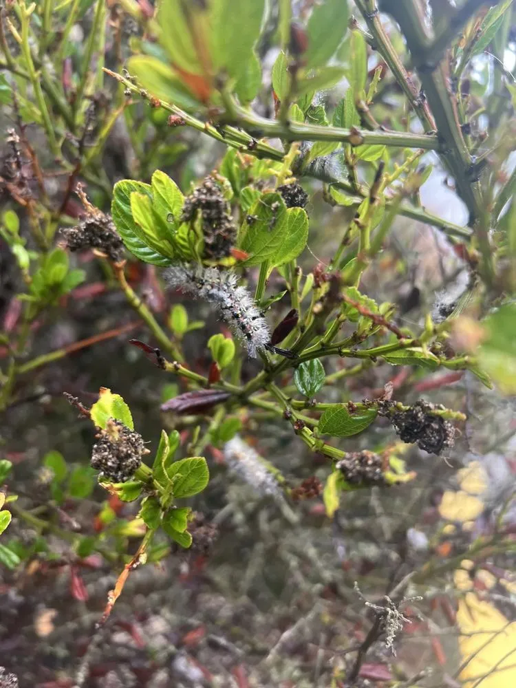 Local lawn mowing service in San Bruno, CA by All in One Landscape Services