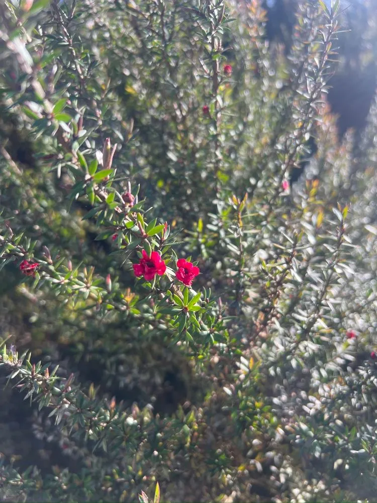 Custom lawn mowing service in San Bruno, CA by All in One Landscape Services