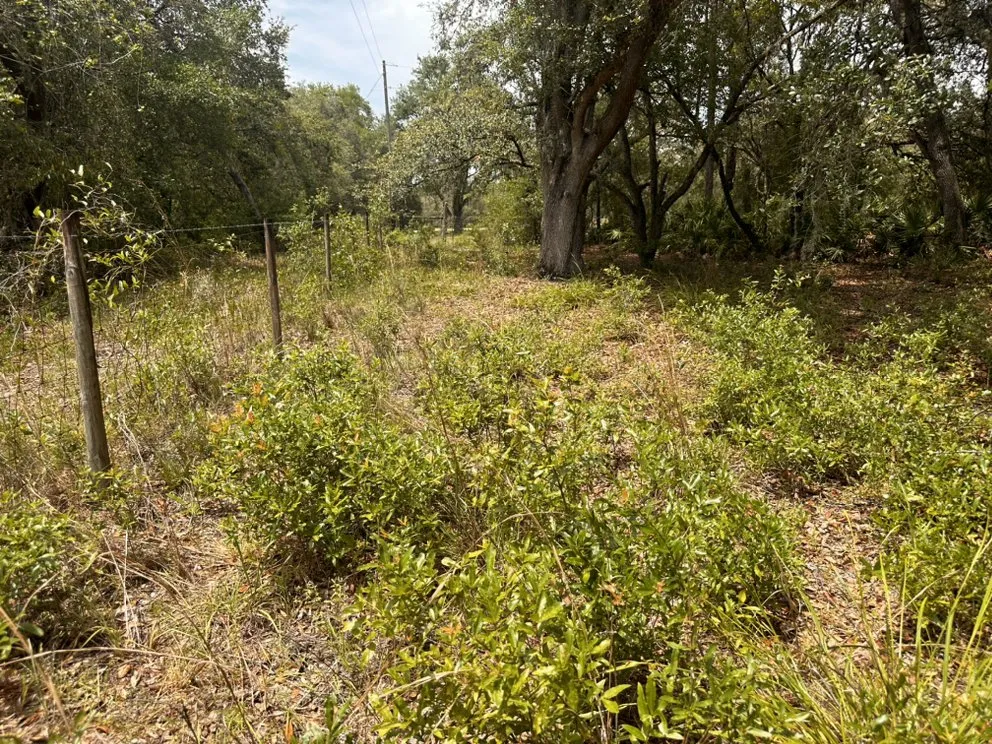 Custom landscape design near you in Ridge Manor, FL by All In One Landscaping