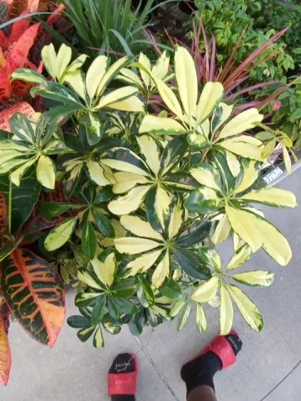 Top-rated lawn care service near you in Tarpon Springs, FL by All In One Landscaping