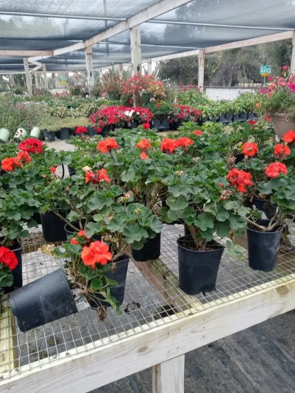 Trusted landscape design for homes in Tarpon Springs, FL by All In One Landscaping